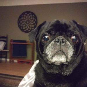 Meet your Posher, Veronica